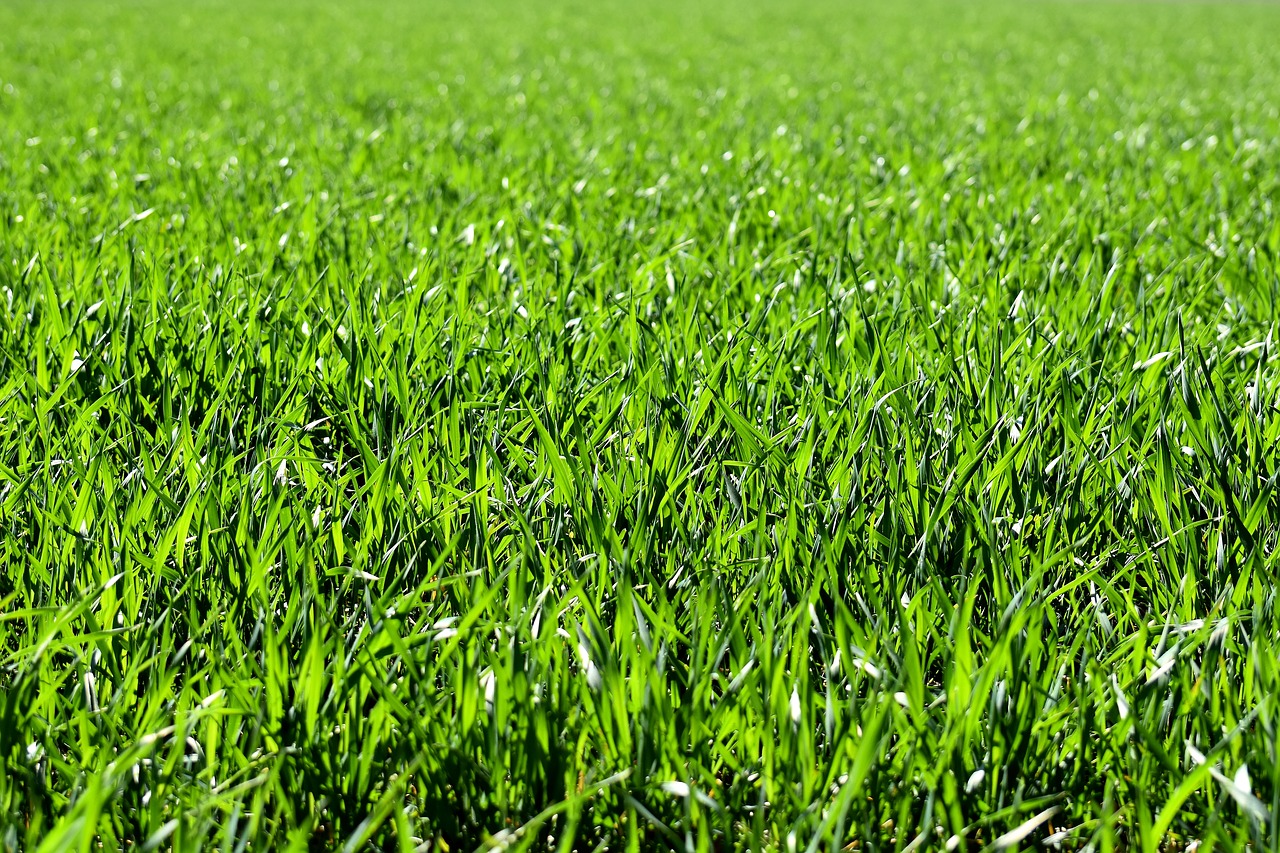 Hoe moet je tuinzaad planten?